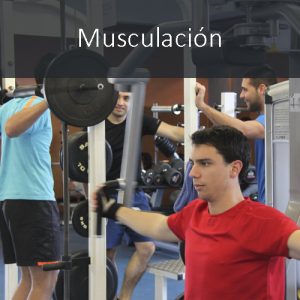 musculacion